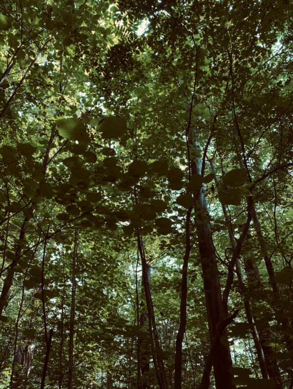 Meditation for Adoptees Sundays, June 22-July 27, 2025