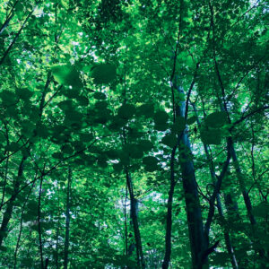 Meditation for Adoptees Wednesdays, June 18-July 23, 2025